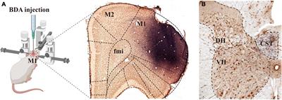 A neural tract tracing study on synaptic connections for cortical glutamatergic terminals and cervical spinal calretinin neurons in rats